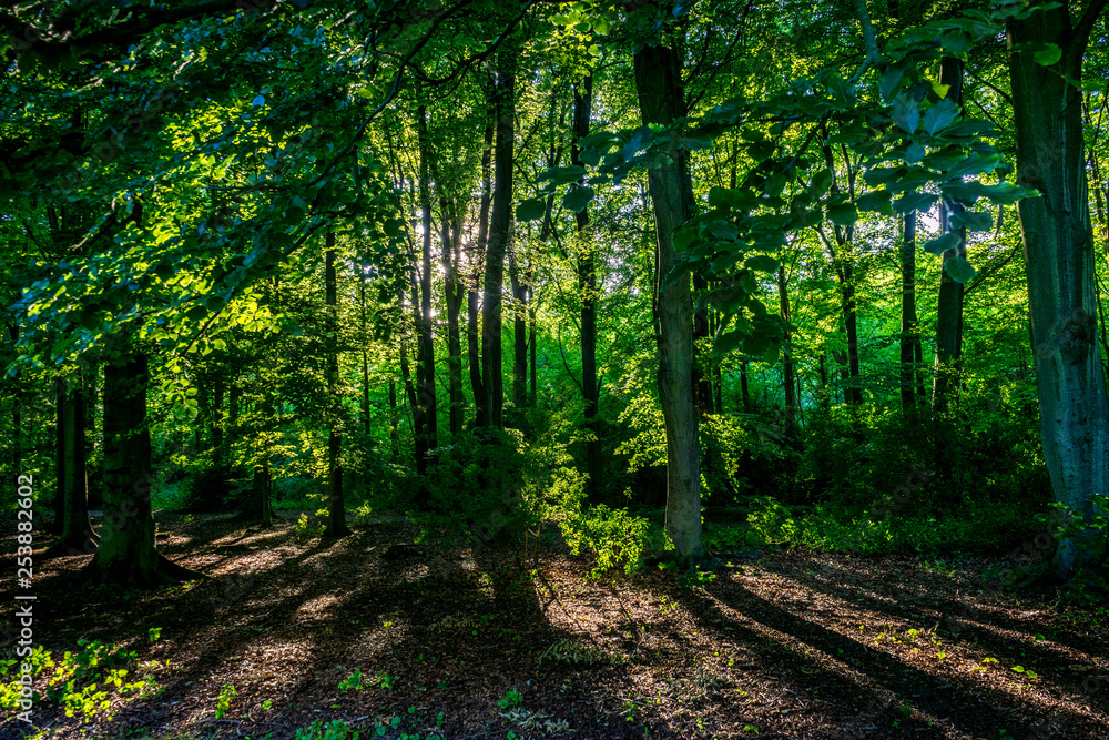 Sunlight through densely packed trees in Haagse Bos, forest in The Hague