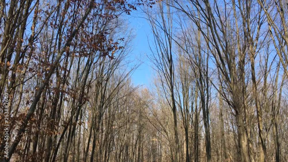 Walking on a forest road, early spring season Walking on a forest road, early spring season