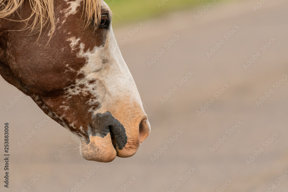 Obraz premium Profile of Wild Horse Face