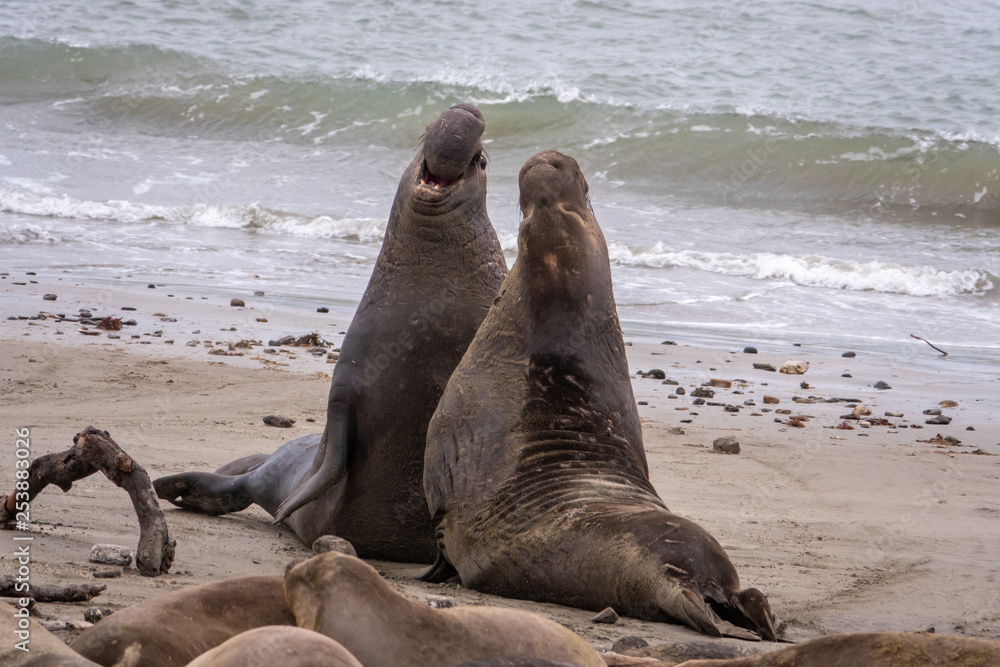 Fototapeta premium Two Northern Elephant Seal bulls (Mirounga angustirostris) fight for dominance and breeding rights during mating season at Ano Nuevo State Park, in Pescadero, California. They grunt, shove and bite.