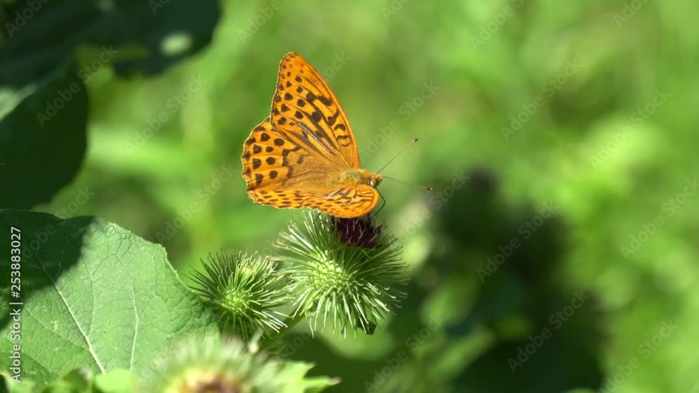 Kaisermantel (Argynnis paphia) - Schmetterling auf Distelblüte Kaisermantel (Argynnis paphia) - Schmetterling auf Distelblüte