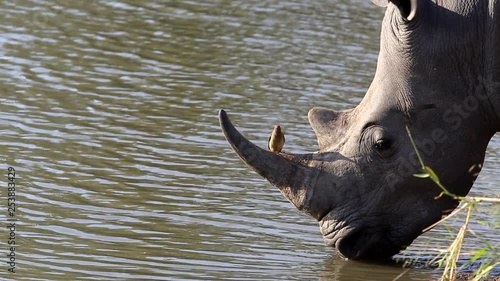 Beautiful detail of a southern white rhino drinking water and an oxpecker bird perching on its horn. Greater Kruger South Africa. Flat plane photo