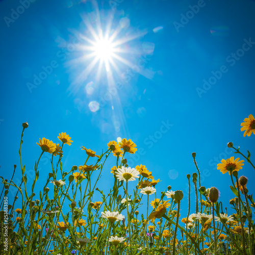 Spring flowers in a meadow under blue skies and bright sunshine