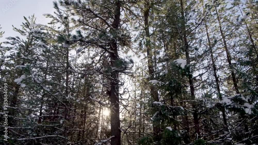 The sunlight popping in and out from behind forest trees covered in snow The sunlight popping in and out from behind forest trees covered in snow