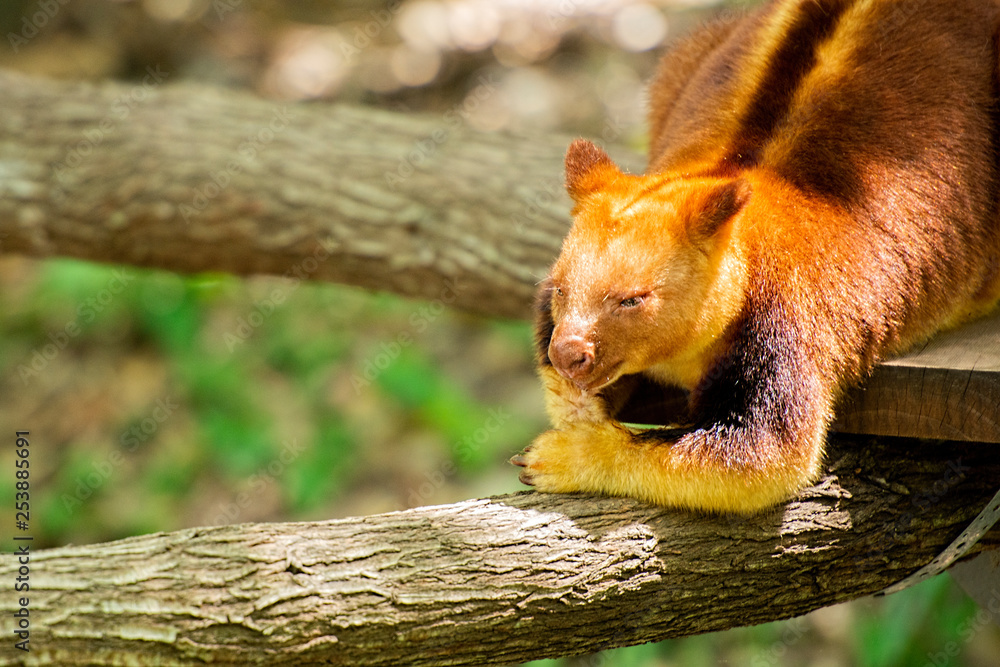 Obraz premium Goodfellow’s Tree-kangaroo