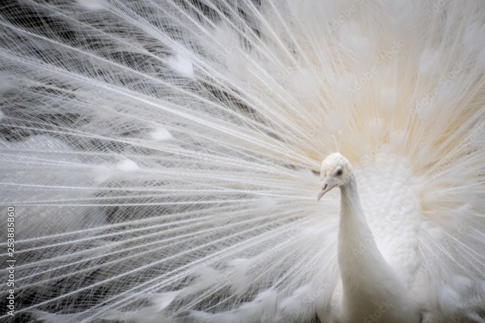 Naklejka premium 孔雀