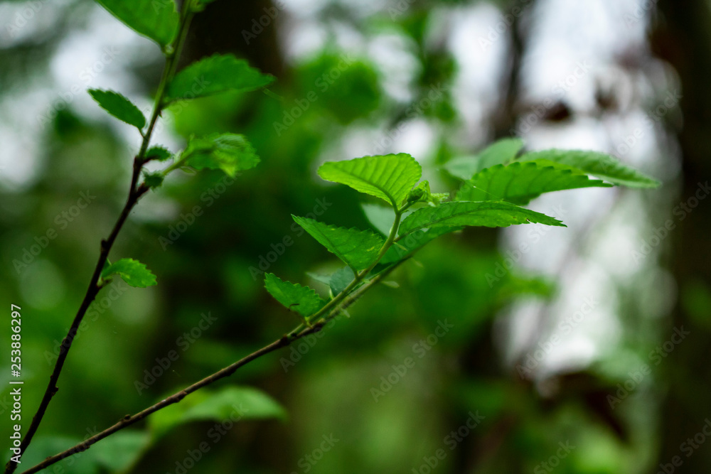 Obraz premium Walking in the Park