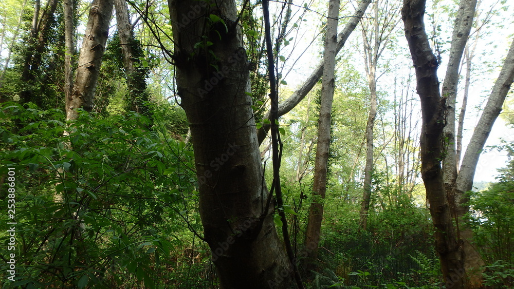 Naklejka premium Lush green forest with trees