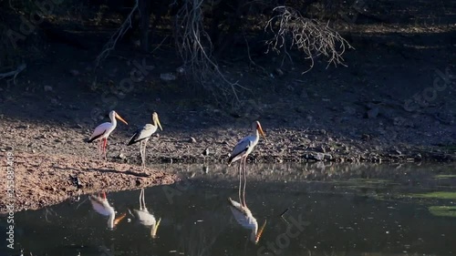 Yellow-billed Storks standing in a pond, fishing. photo