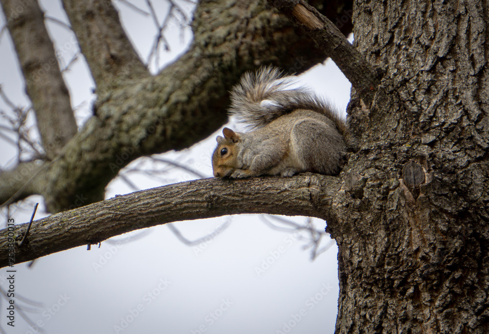 Trying to be Invisible Squirrel Trying to be Invisible Squirrel