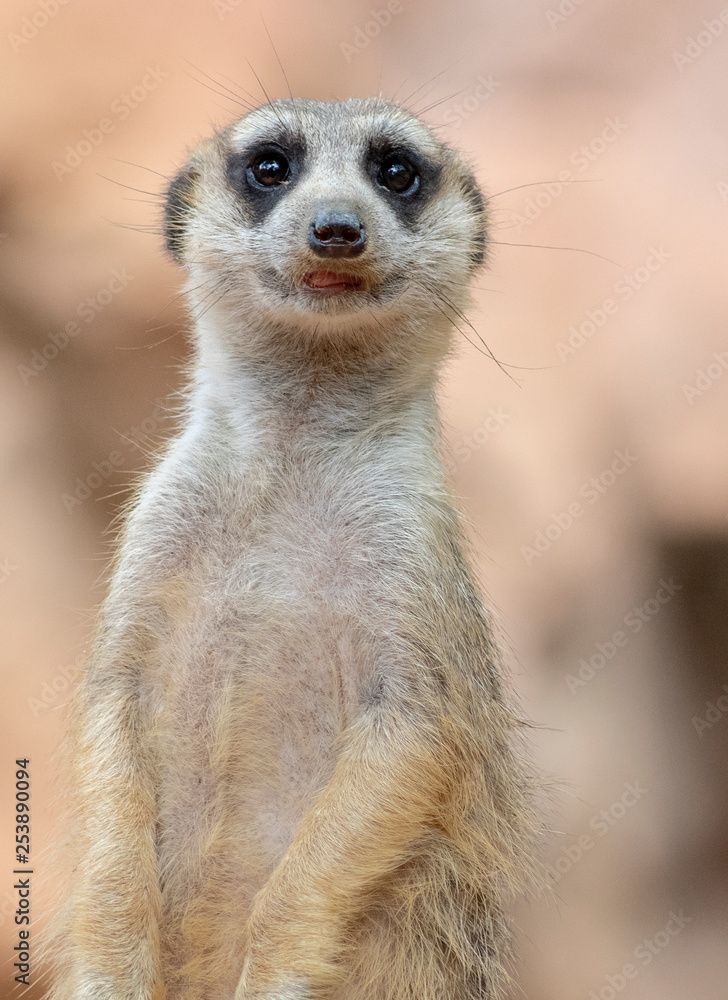 Meerkat Meerkat