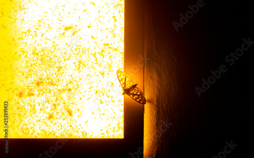 moth on the lamp late at night, a butterfly flying into the light