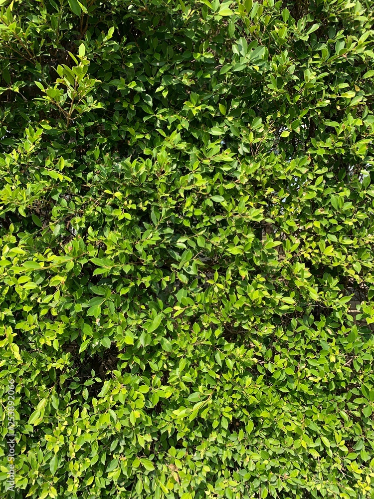 green leaves background green leaves background