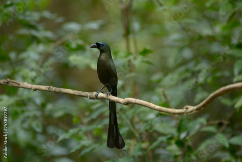 Black-naped Monarch, Beautiful bird in Thailand.