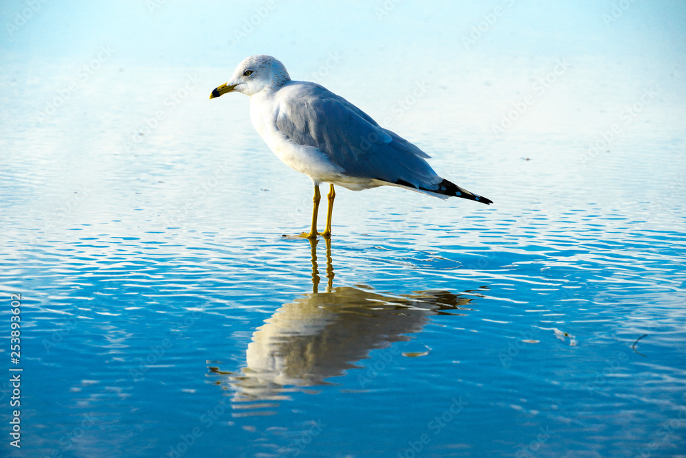 Seagull on the beach with her reflection on the water, before sunset time. California, San Diego, La Jolla Beach Seagull on the beach with her reflection on the water, before sunset time. California, San Diego, La Jolla Beach