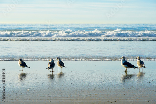 Seagull on the beach, California, San Diego, La Jolla Beach