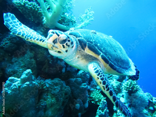 Underwater world in deep water in coral reef and plants flowers flora in blue world marine wildlife  travel nature beauty exploration in diving trip adventures recreation dive. Fish  corals creatures