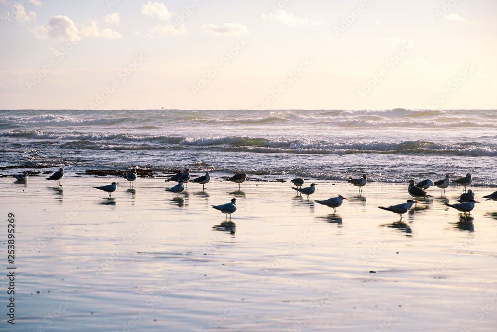 Group op seagulls on the beach during sunset. Sunset seagull silhouette with the sea on the background. Group op seagulls on the beach during sunset. Sunset seagull silhouette with the sea on the background.