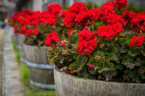Red Flowers in Barrel