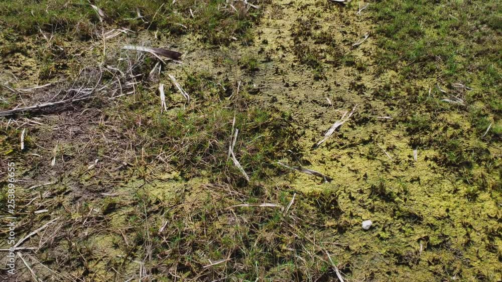 Green Mossy patch with dead leaves Green Mossy patch with dead leaves