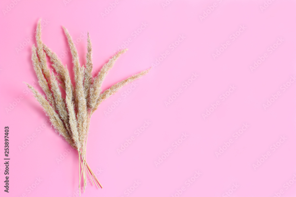 bouquet of wild herbs on a pink background. flat lay, space for text bouquet of wild herbs on a pink background. flat lay, space for text
