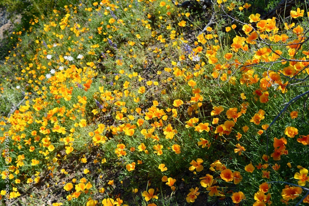 Mexican Gold Poppies Poppy Yellow Wildflower Superbloom Arizona Desert
