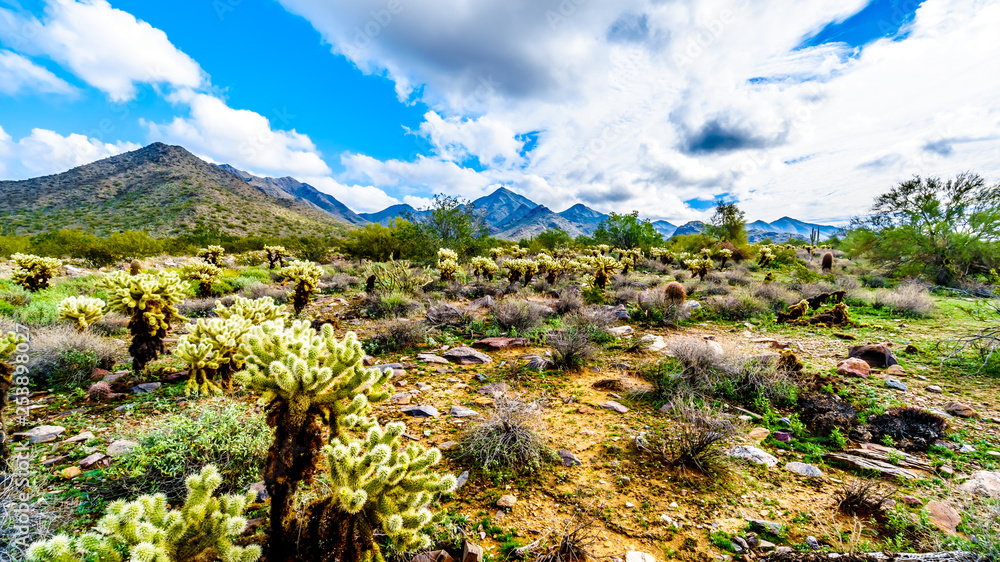 Hiking on the hiking trails surrounded by Saguaro, Cholla and other Cacti in the semi desert landscape of the McDowell Mountain Range near Scottsdale, Arizona, United States of America