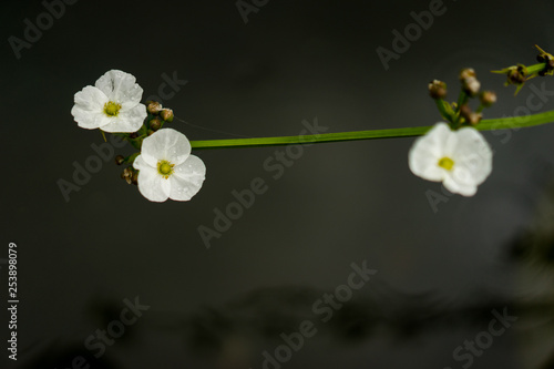 White flower on the pond