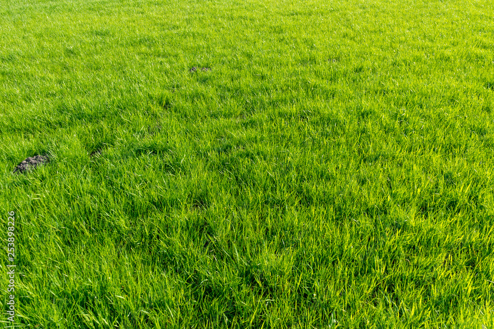 Netherlands,Wetlands,Maarken, Green grass field Netherlands,Wetlands,Maarken, Green grass field