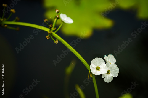 white flower on the pond