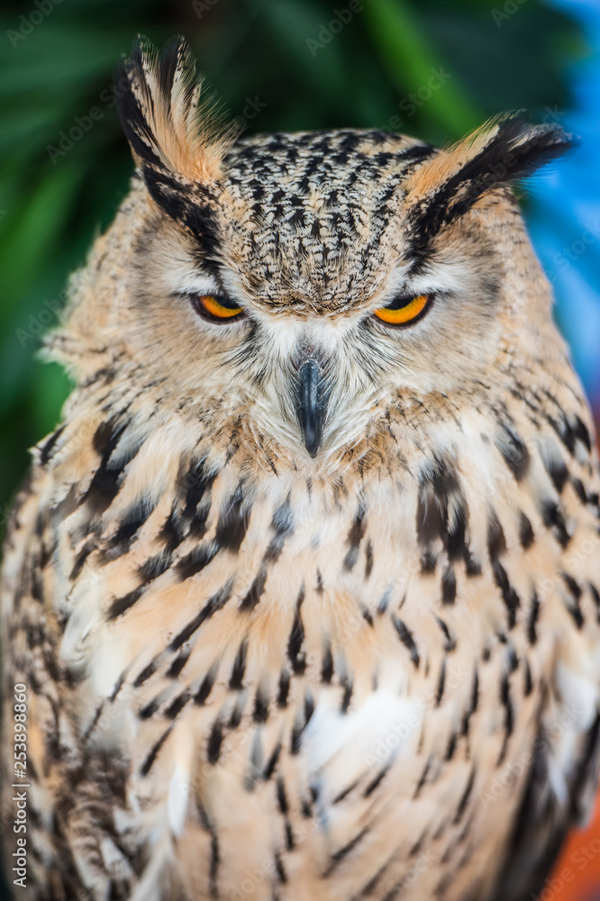Owl eyes. Portrait of a Beautiful Owl.