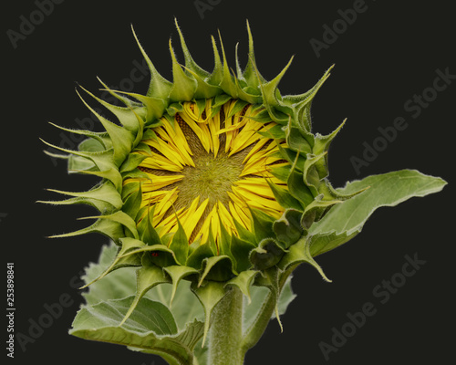 Sunflower Bud (with ladybird) on a dark background
