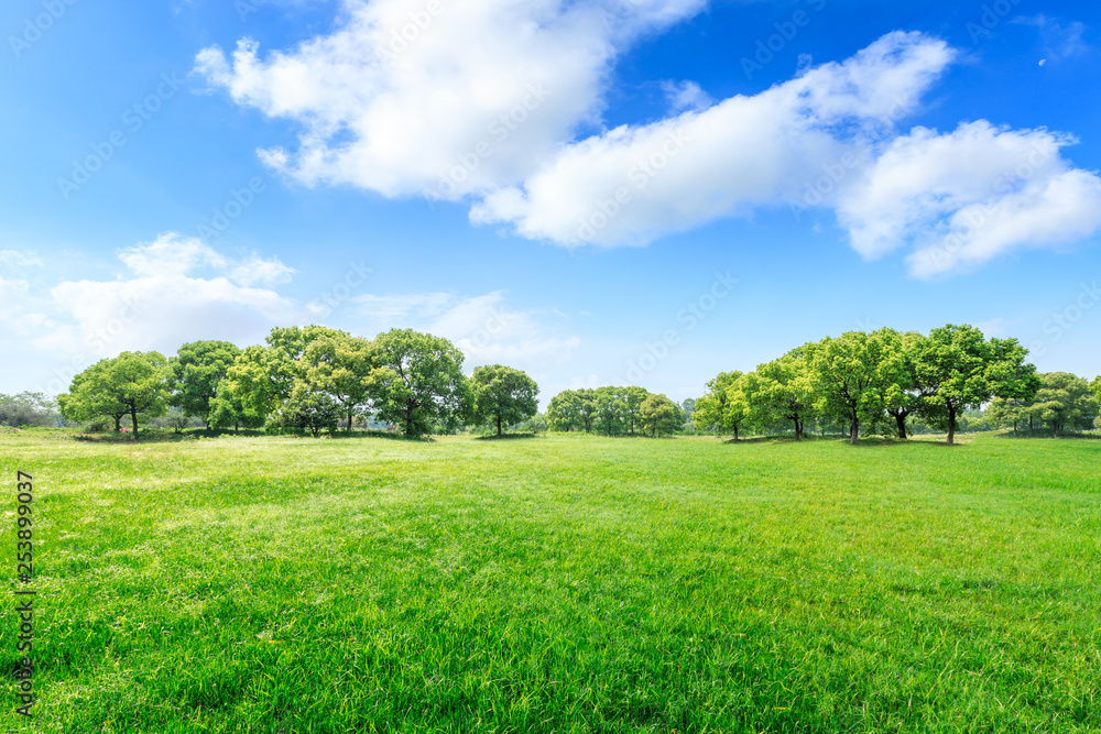 Fototapeta premium Green grass and forest landscape in city park