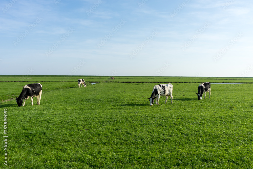 Netherlands,Wetlands,Maarken, a herd of cattle grazing on a lush green field Netherlands,Wetlands,Maarken, a herd of cattle grazing on a lush green field