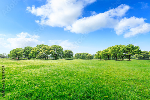 Green grass and forest landscape in city park