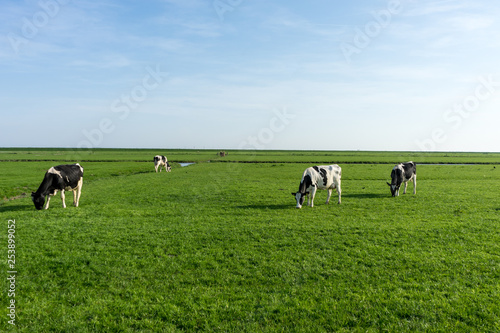 Netherlands,Wetlands,Maarken, a herd of cattle grazing on a lush green field