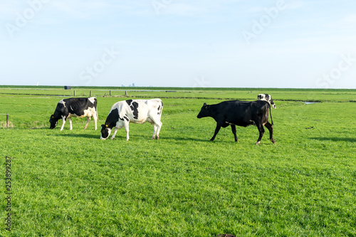 Netherlands,Wetlands,Maarken, a herd of cattle standing on top of a lush green field © SkandaRamana