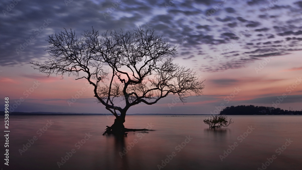 Silhouette of mangrove tree during beautiful sunrise, Salamander Bay, Port Stephens, NSW Silhouette of mangrove tree during beautiful sunrise, Salamander Bay, Port Stephens, NSW