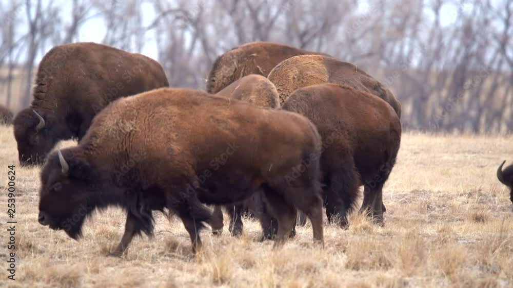 Herd of American Bison in the Rocky Mountain Arsenal National Wildlife Refuge Herd of American Bison in the Rocky Mountain Arsenal National Wildlife Refuge
