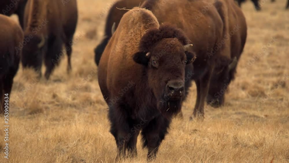 Herd of American Bison in the Rocky Mountain Arsenal National Wildlife Refuge Herd of American Bison in the Rocky Mountain Arsenal National Wildlife Refuge