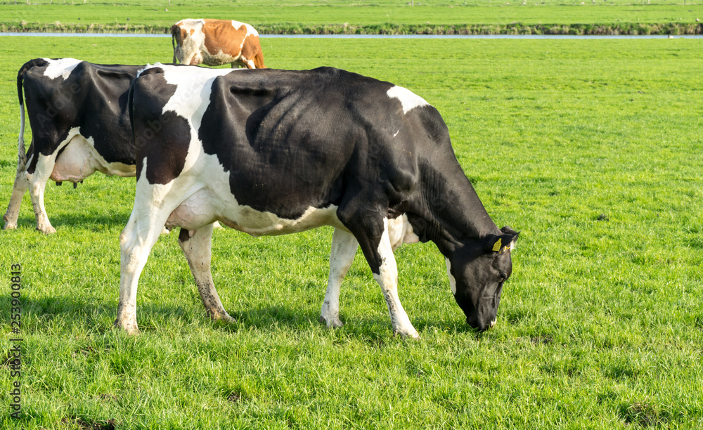 Netherlands,Wetlands,Maarken, COWS GRAZING IN A FIELD Netherlands,Wetlands,Maarken, COWS GRAZING IN A FIELD