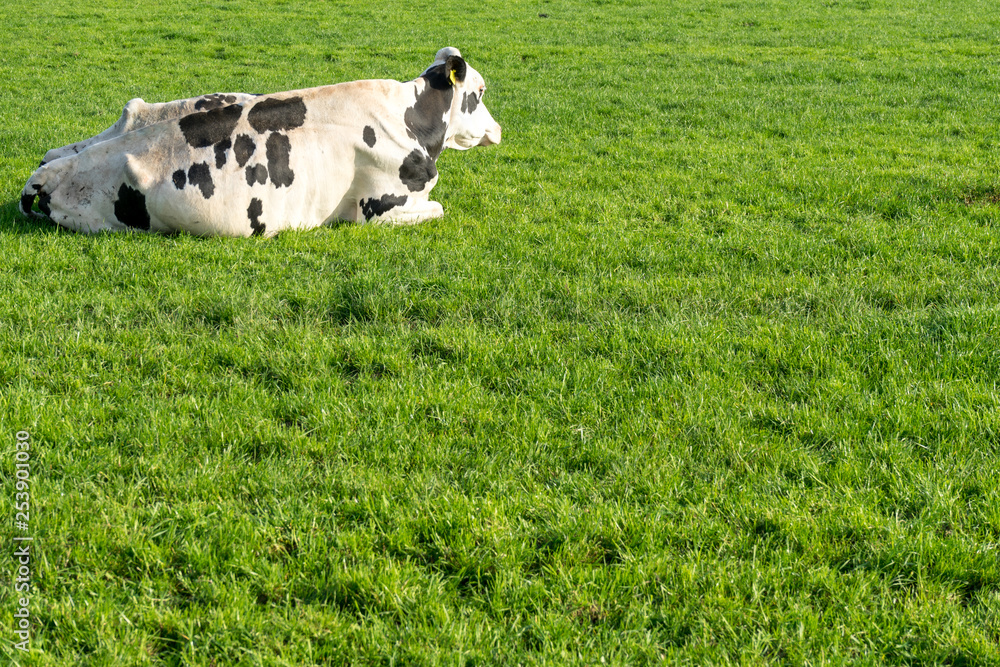 Netherlands,Wetlands,Maarken, VIEW OF DOG ON GRASSY FIELD Netherlands,Wetlands,Maarken, VIEW OF DOG ON GRASSY FIELD