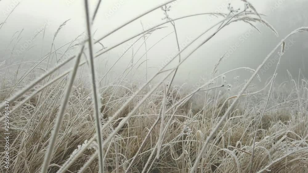 Passing through blads of grass covered in frost and ice in a field shrouded in a thick fog. Moving, low angle, 4k. Passing through blads of grass covered in frost and ice in a field shrouded in a thick fog. Moving, low angle, 4k.