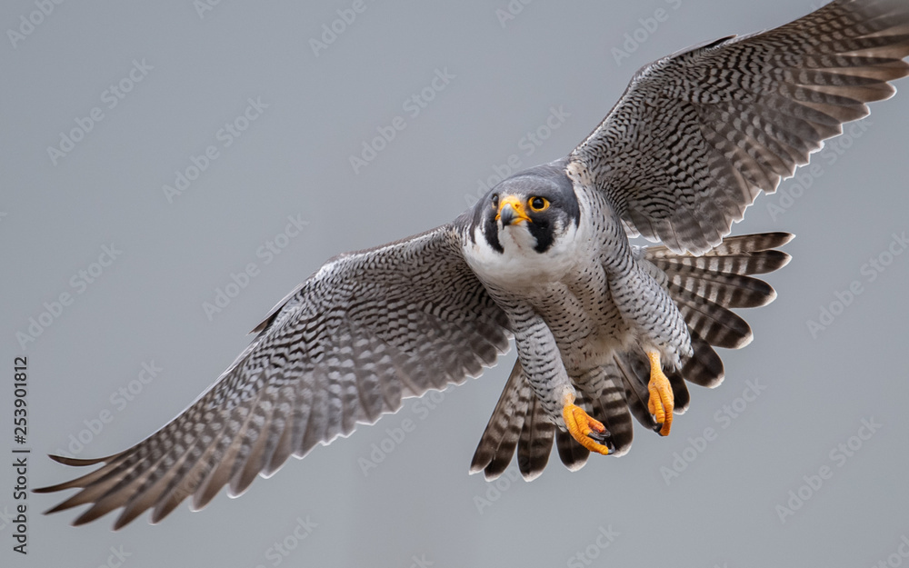 Poster Affiche Peregrine Falcon 40x26.7 cm