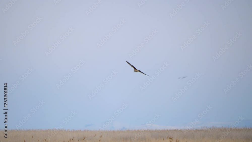 A Northern Harrier soars overhead looking for prey A Northern Harrier soars overhead looking for prey