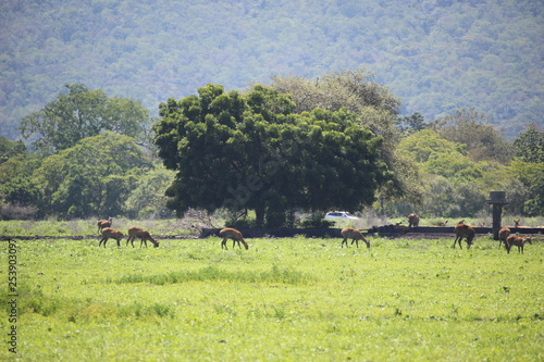 Deer in Baluran Savana Forest in Situbondo  East Java  Indonesia