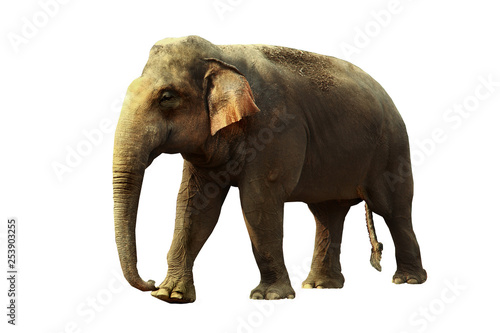 Sumatran elephant isolated on  white background