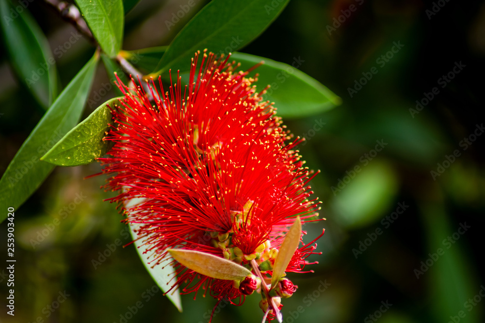 Bottle brush Tree Bottle brush Tree