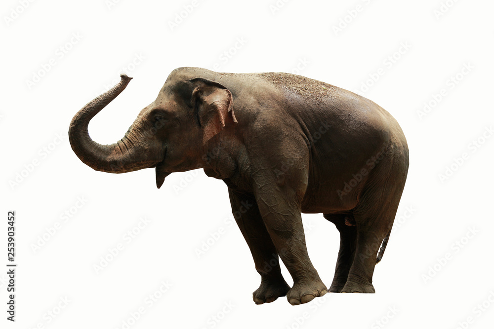 Foto Sumatran elephant isolated on white background