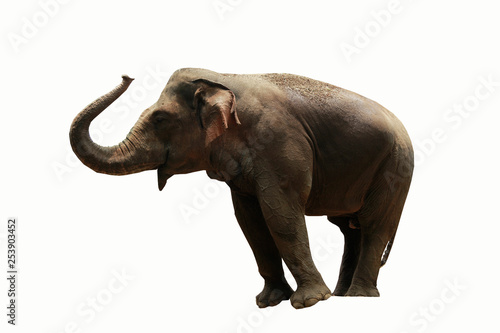Sumatran elephant isolated on white background